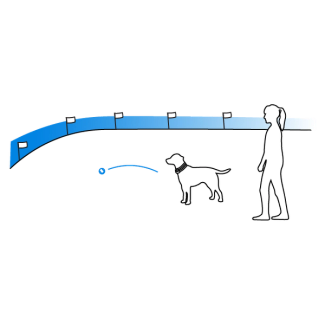 Walk around the yard and play with your pet off leash