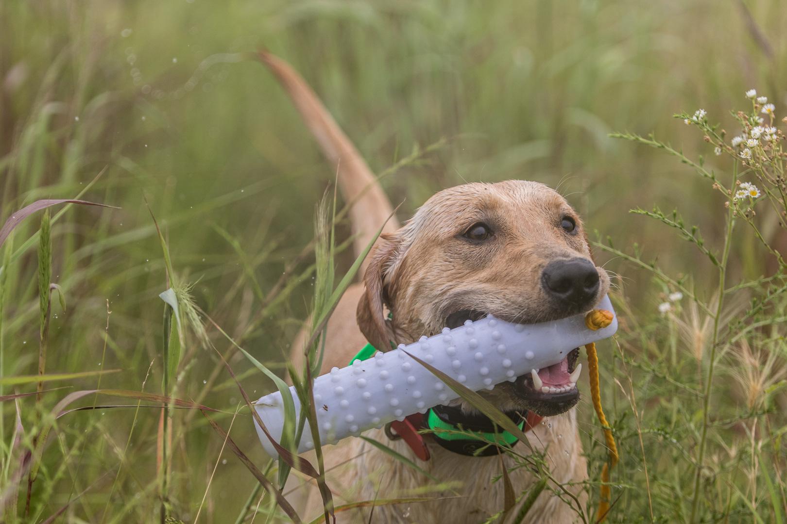 3 Common Dog-Training Mistakes To Avoid