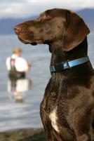 Summer Safety Tips for Dogs
