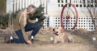 A woman placing small flags in the ground in front of her house with a yellow lab laying calmly beside her.