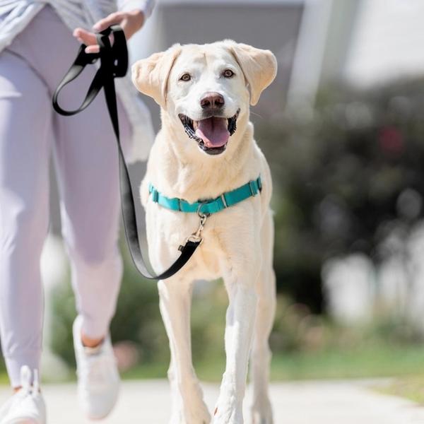 Dog walking happily, wearing Easy Walk harness