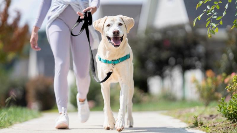 Yellow lab wearing Easy Walk Harness on a walk