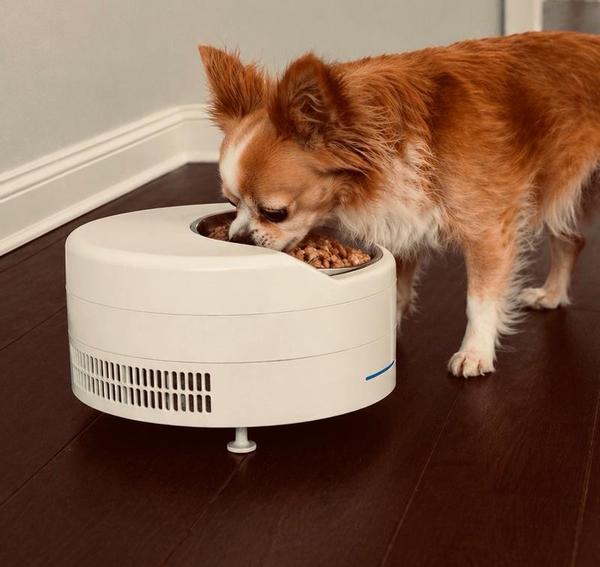 Small dog eating from white FreshFeed feeder