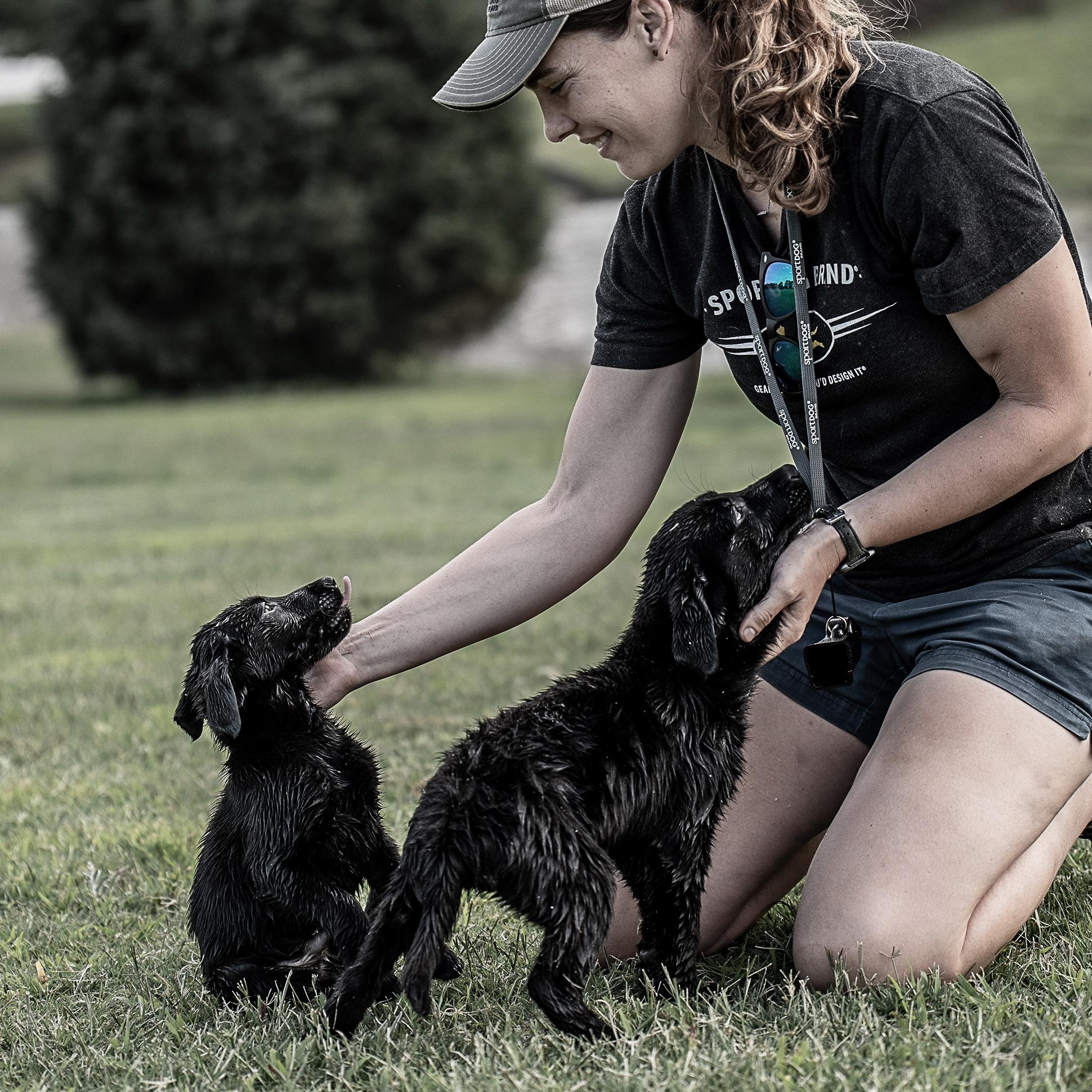 Two black lab puppies being pet.