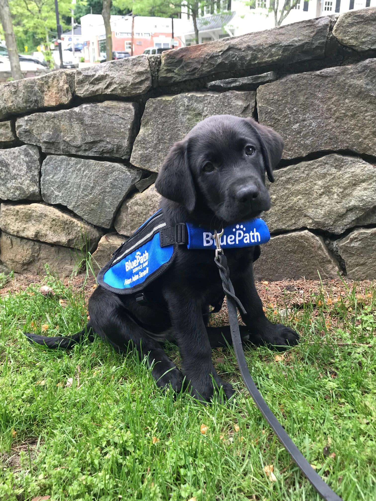 ​Kurgo Foundation Spotlight: BluePath Service Dogs