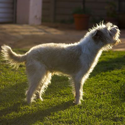 What to do when store neighbors dogs bark all night