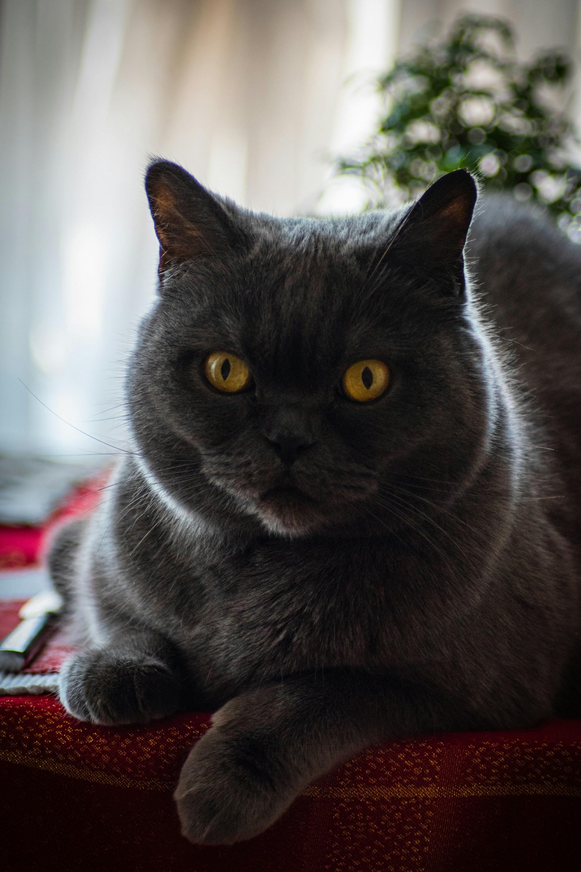 British Shorthair Black Cat