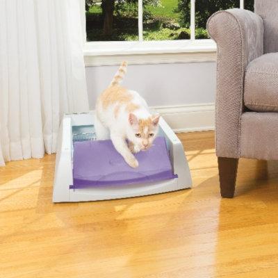 4 Common Questions About Crystal Cat Litter Boxes