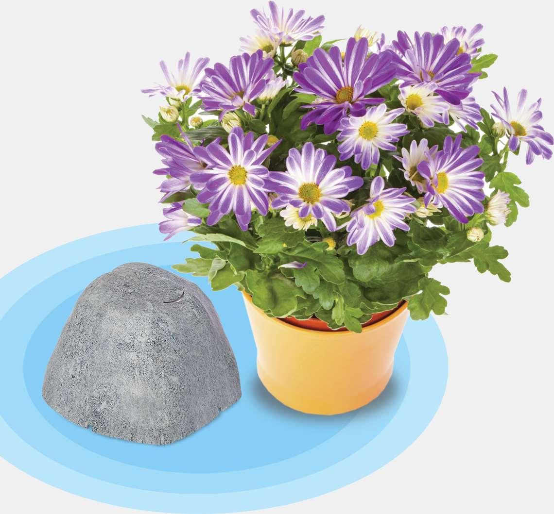 Gray rock with graphic displaying avoidance zone sitting next to flower pot