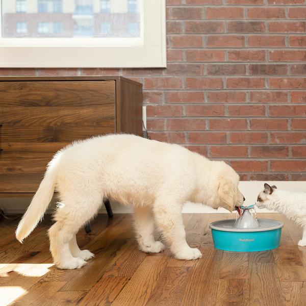 Dog and cat drinking from butterfly pet fountain