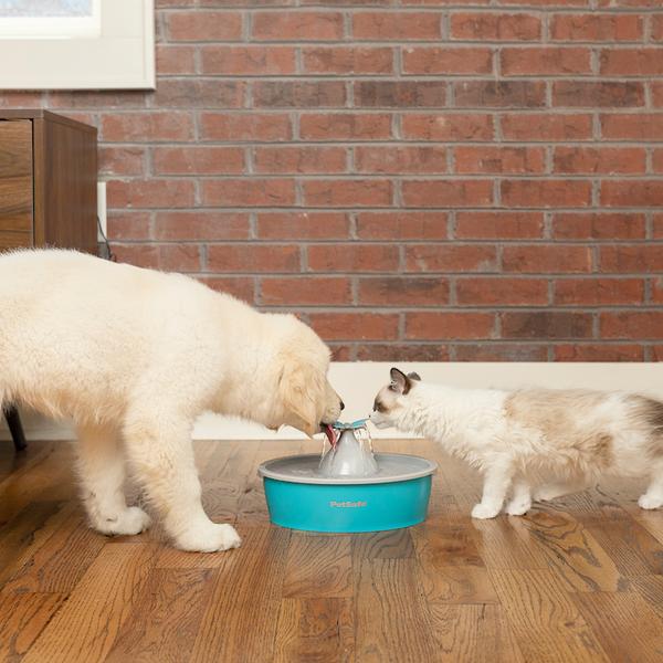 Cat and dog drinking from a fountain