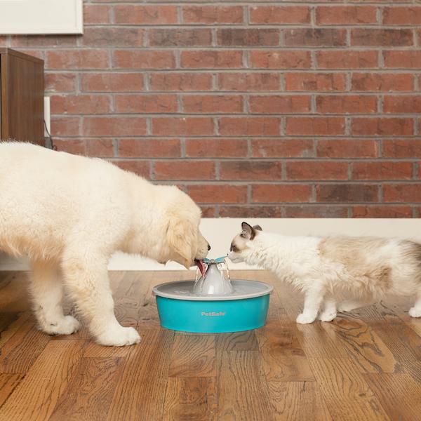 Cat and dog drinking out of fountain