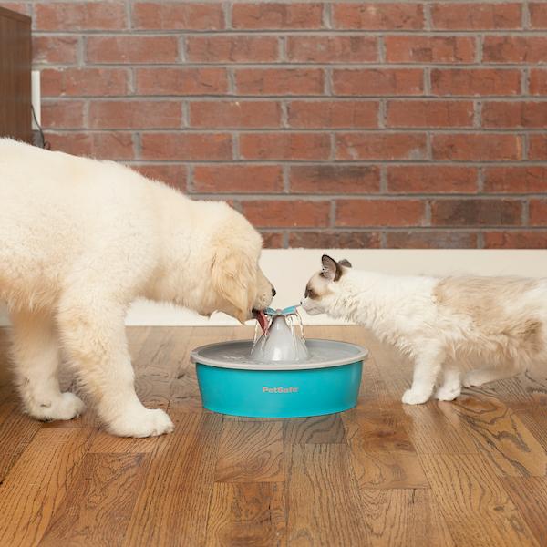Cat and dog drinking from a fountain