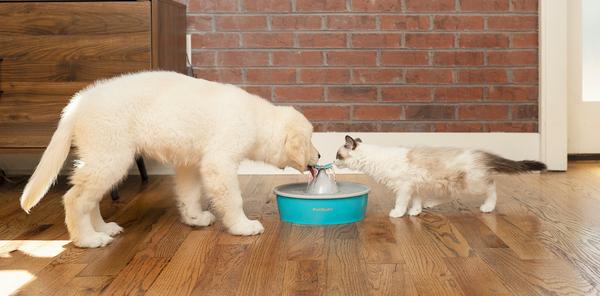 Dog and cat drinking from butterfly pet fountain