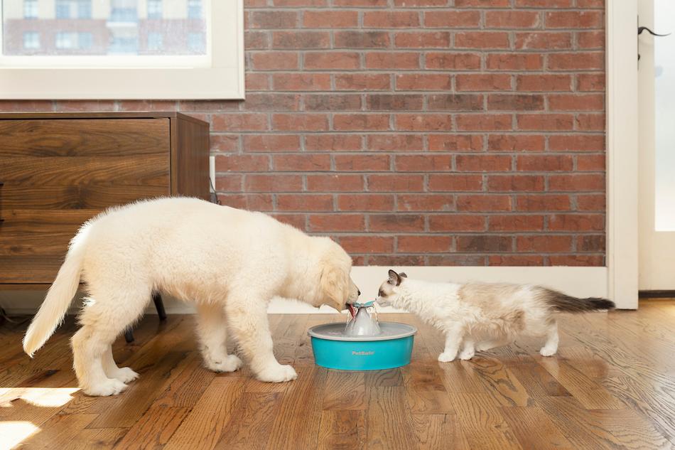 Dog and cat drinking from butterfly pet fountain