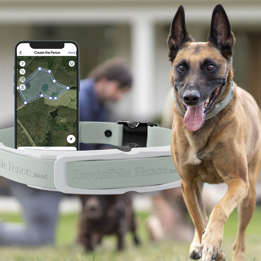 Smartphone and Dog running with The Invisible Fence® GPS Collar