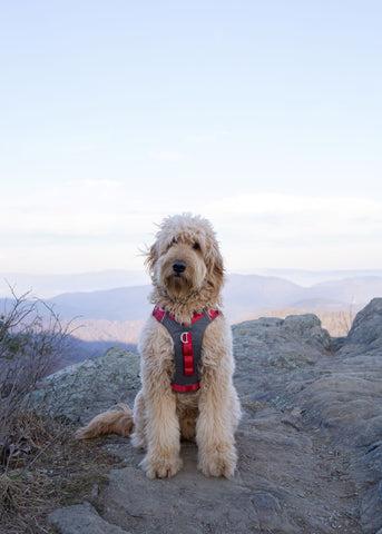 Sancho the goldendoodle sitting on a mountaintop. He is wearing a red Journey Air Harness.