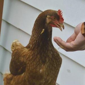 clicker training chickens