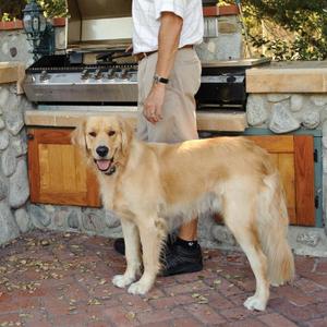 pet grill safety
