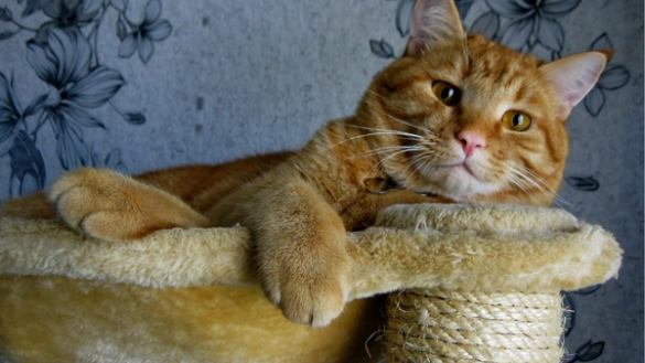 cat comfortably lounging