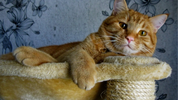 cat comfortably lounging 
