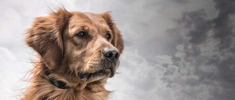 Retriever wearing a YardTrainer E-Collar