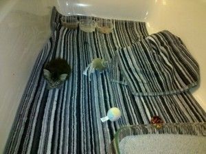 Foster kittens and puppies can get into less mischief in a bathroom.
