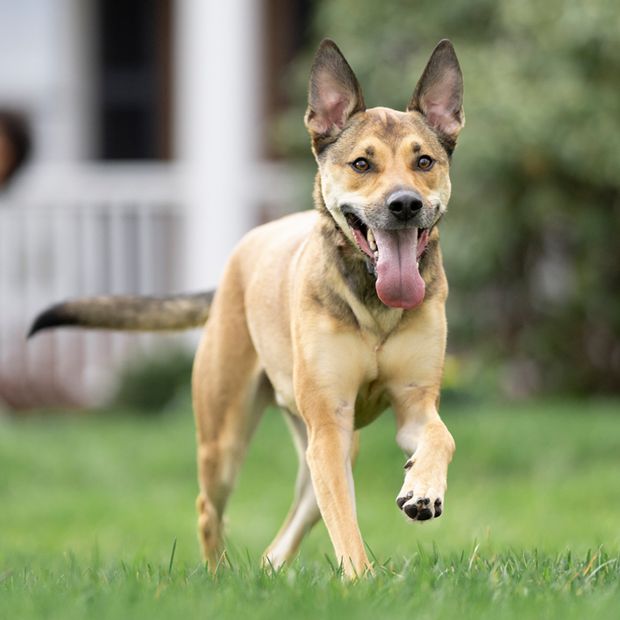 PetSafe Outlast 1,7 L, la fontaine exacte utilisant le filtre Ion-X PAC00-17260
