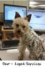 Legal services' dog Bao standing in front of a computer