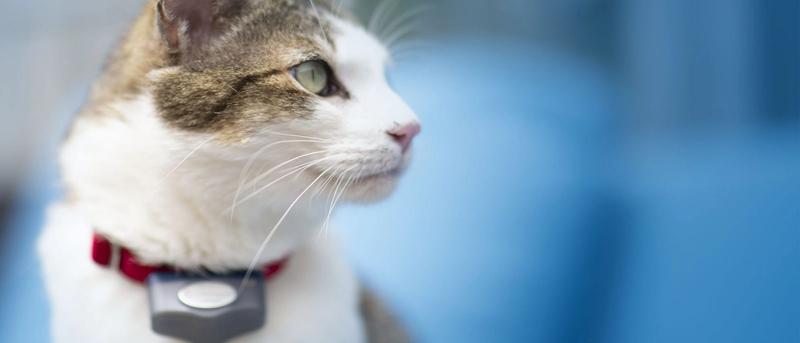 Cat wearing Invisible Fence Brand collar.