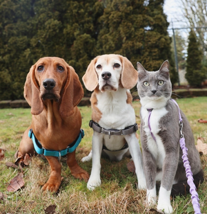 dogs and cat wearing harnesses