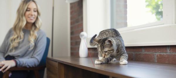 Cat on bookshelf playing with laser toy