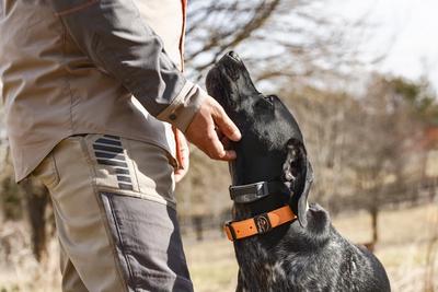 Black GSP wearing SportDOG e-collar and rugged utility collar being petted under his chin