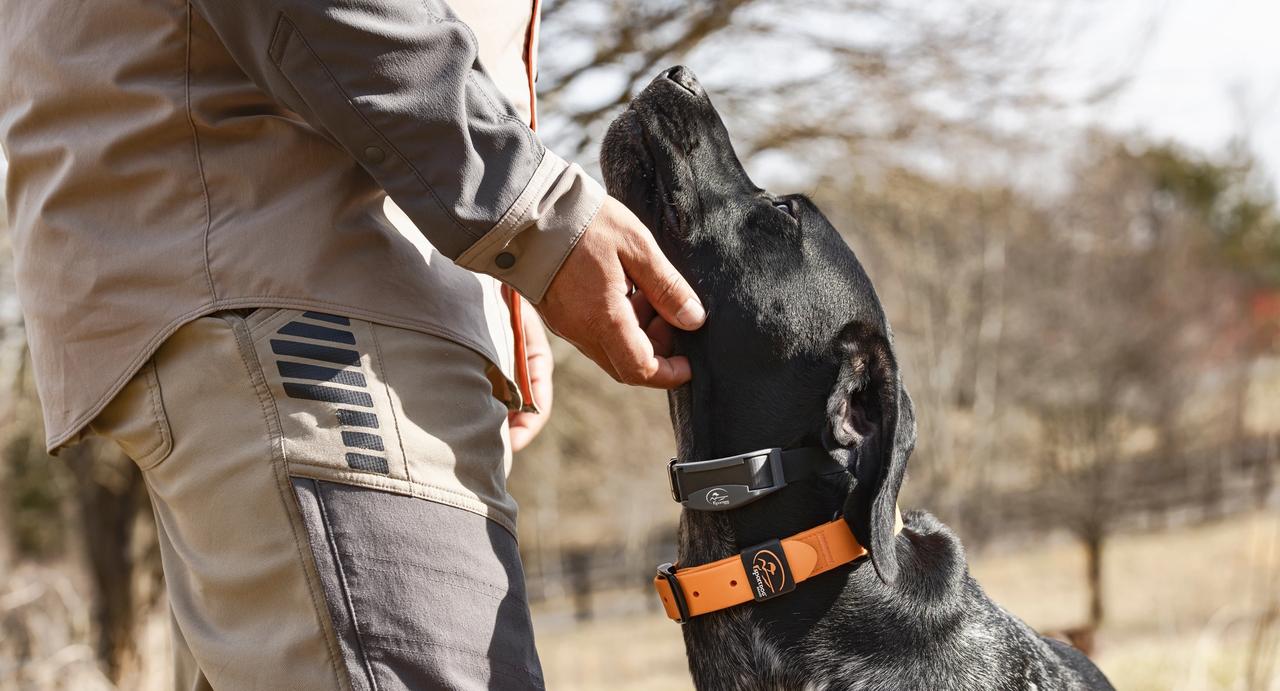 Black GSP on point wearing sportdog collar