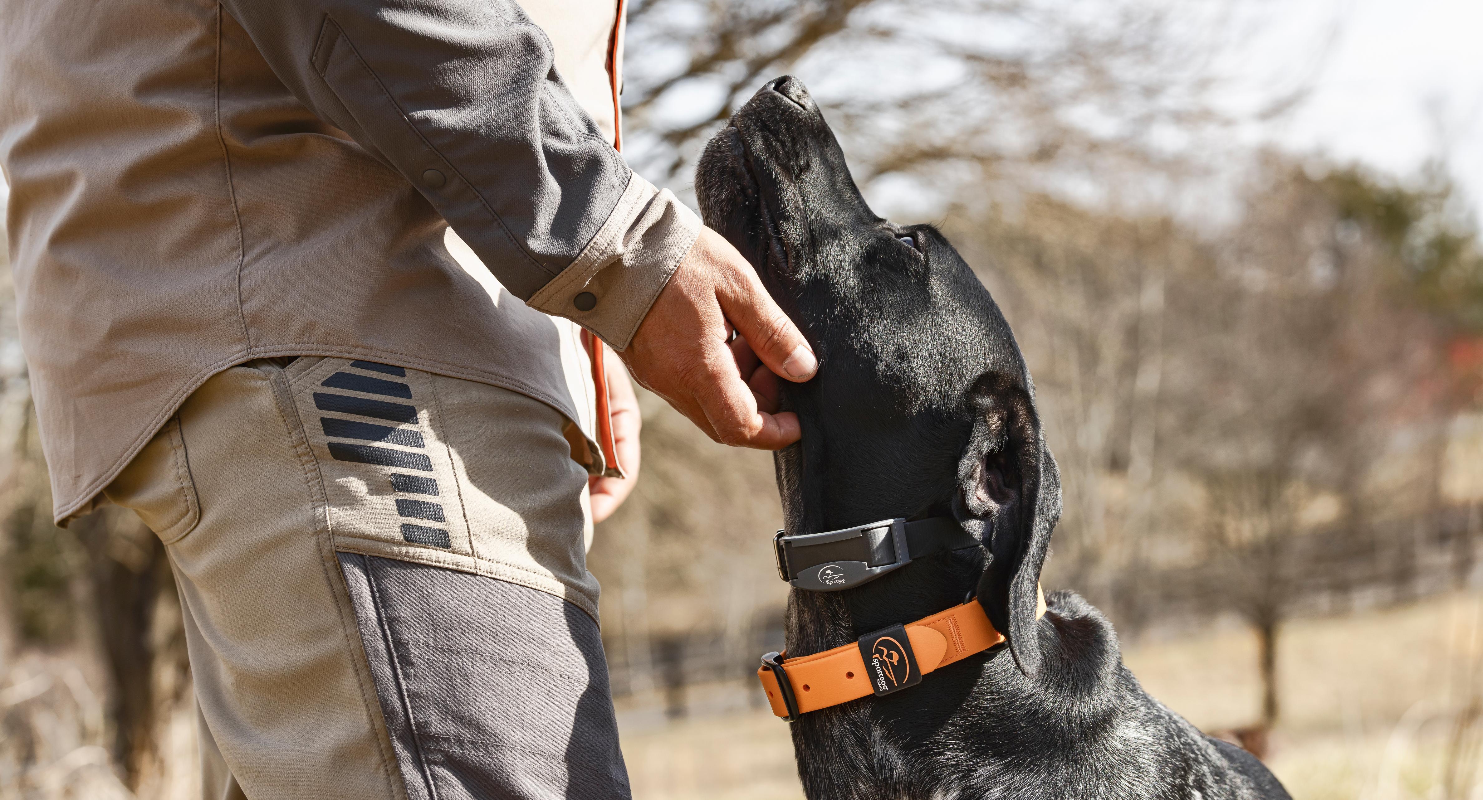 Black GSP on point wearing sportdog collar