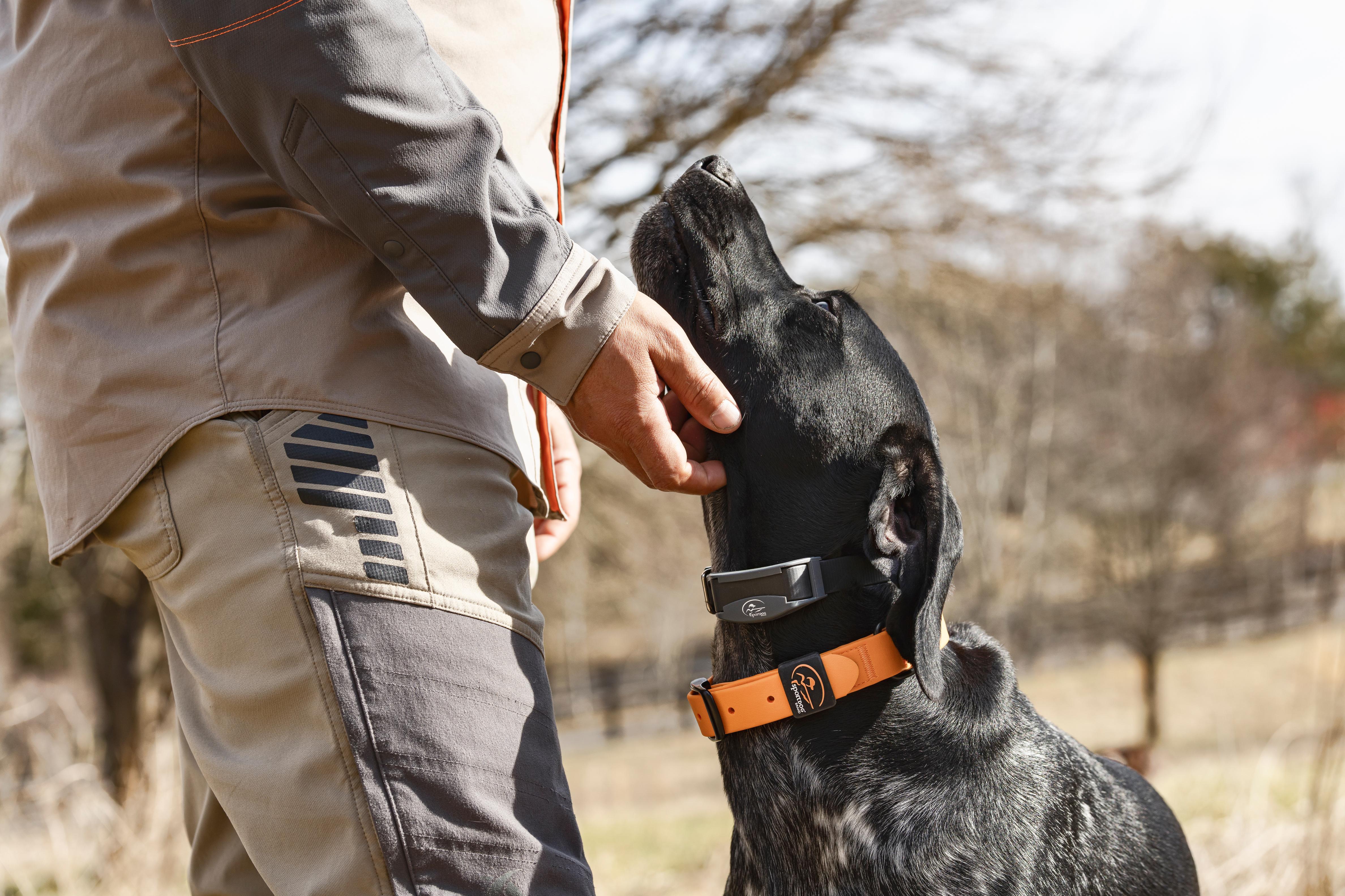 Black GSP on point wearing sportdog collar