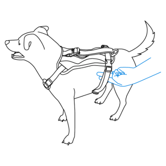 how-to-fit-walk-along-outdoor-harness-illustration5
