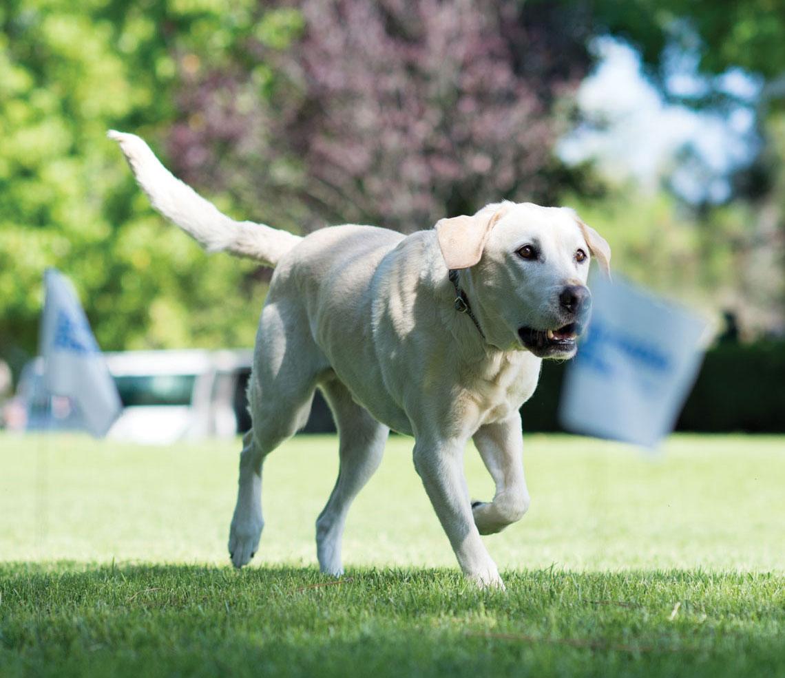 dog in yard with flags