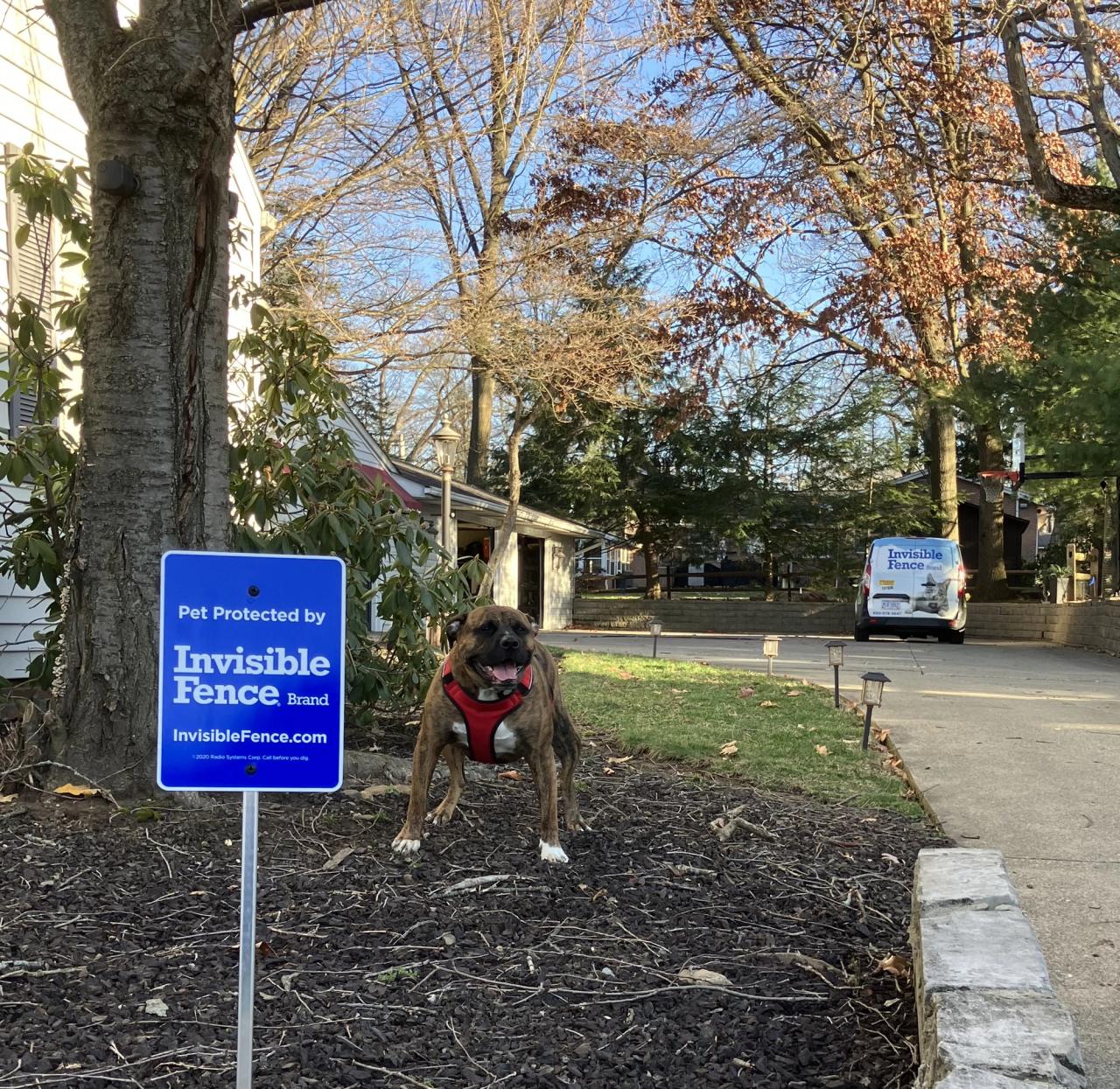 dog sitting outside in northeast ohio yard near pet protected by invisible fence sign