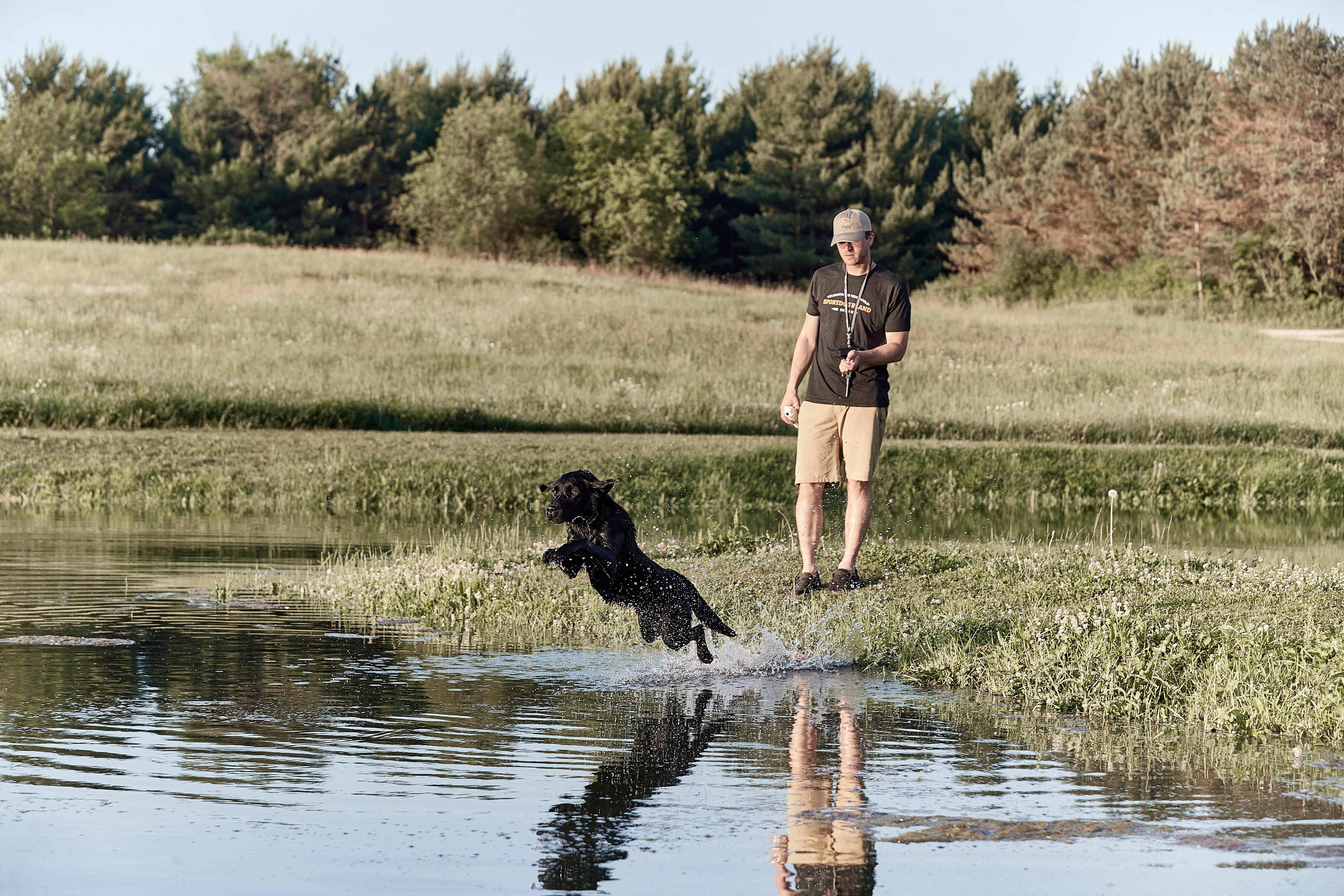 Black lab jumping in to water to retrieve dummy with man standing on shore.
