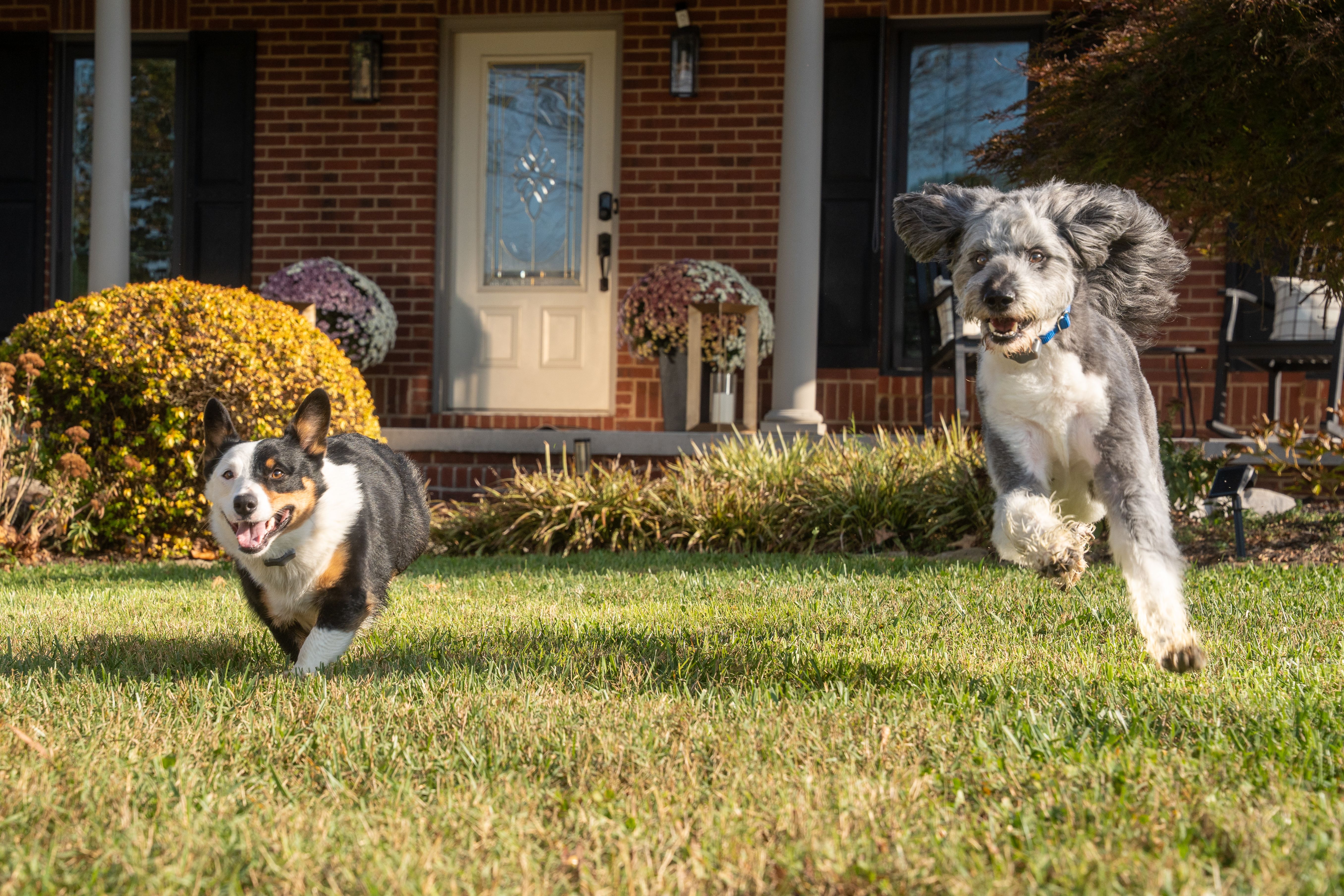 corgi and doodle running in their yard with invisible fence