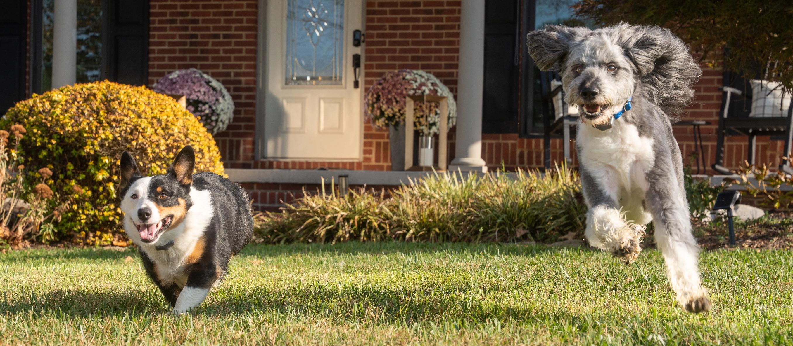 corgi and doodle running in their yard with invisible fence