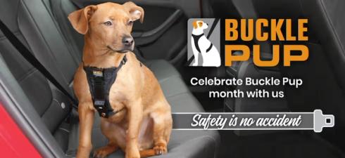 Buckle Pup