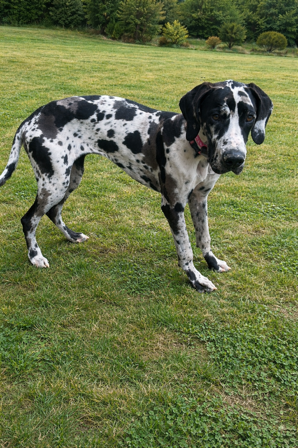 Great dane puppy in invisible fence collar 