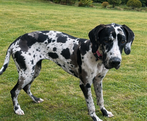 Great dane puppy in invisible fence collar