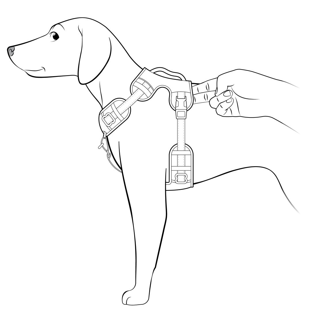 Place Two FIngers Between Dog And Back Strap