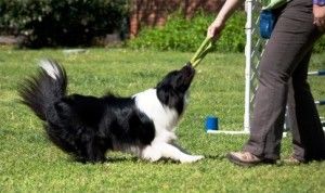 Training games are a great reward for your pet!