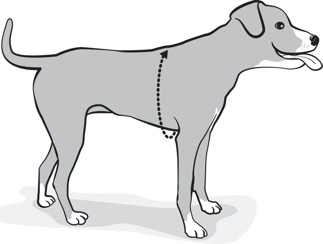 How to Measure Your Dog to Determine Which Size Easy Walk® Harness is