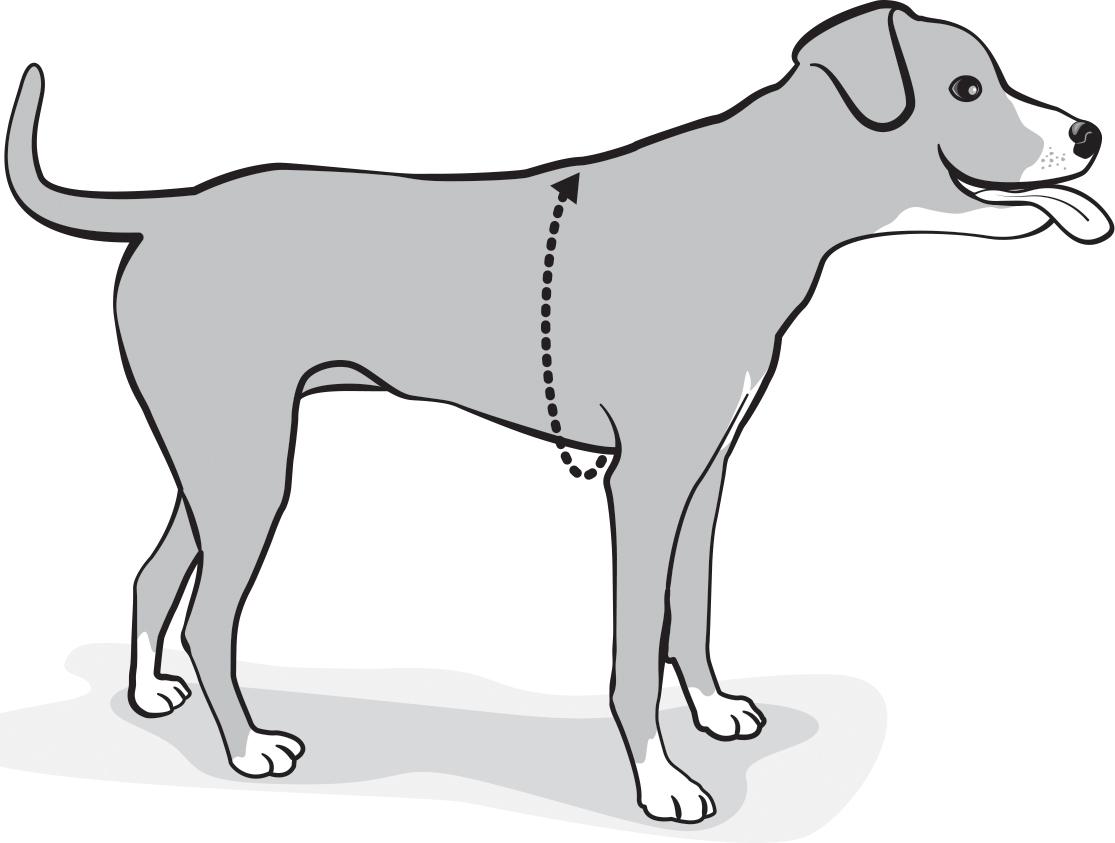 how-to-measure-girth-easy-walk-harness-illustration