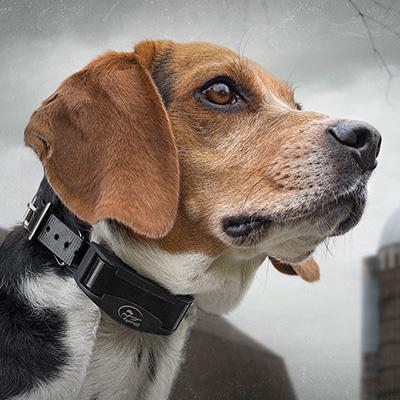 SportDOG Accessories